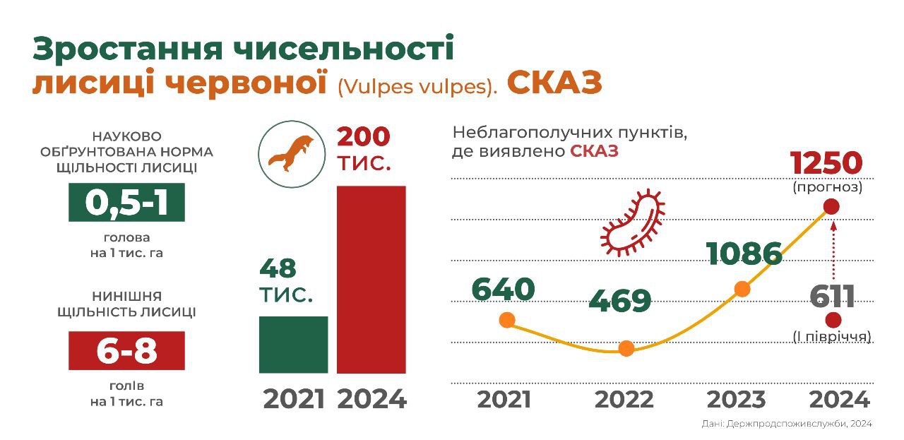 Число лисиць в Україні зросло вп'ятеро: чим це небезпечно і як впливає на поширення сказу